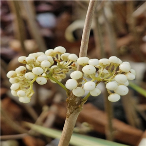 Callicarpa Bodinieri 'Snow Queen'